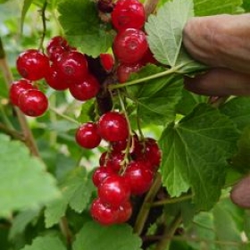 Johannisbeeren 2026-06-04 12.47.